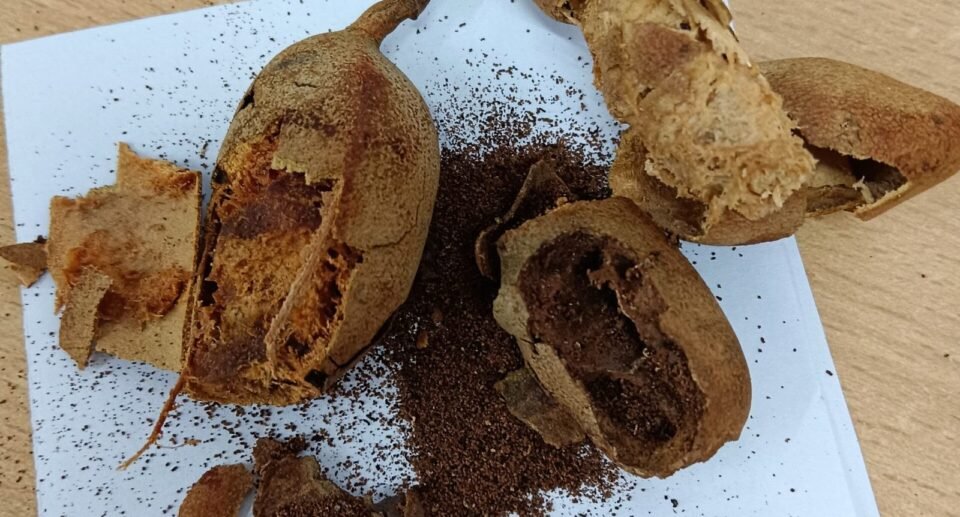 The Silent Story of a Tamarind: A Reflection on Life