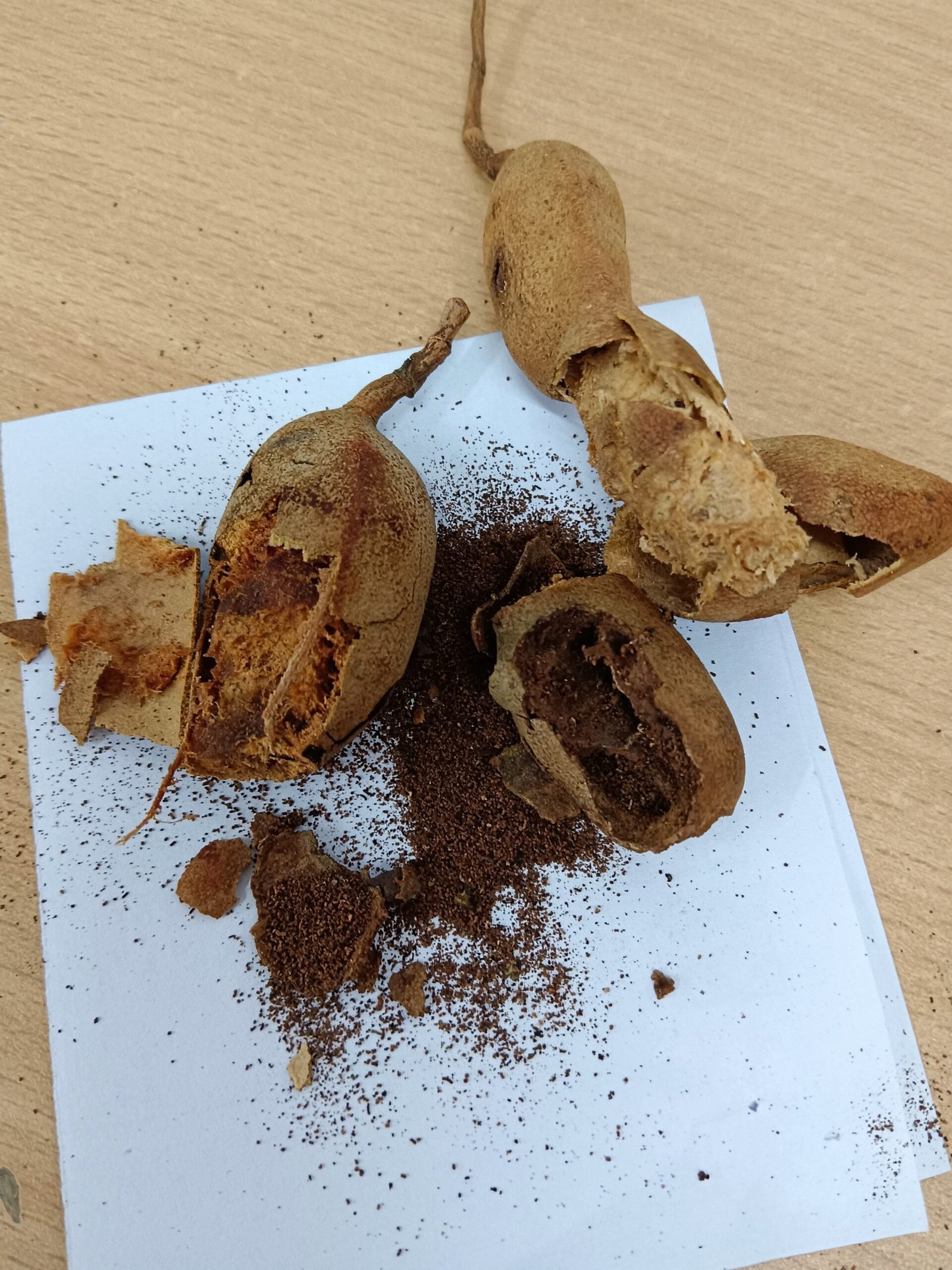 The Silent Story of a Tamarind: A Reflection on Life