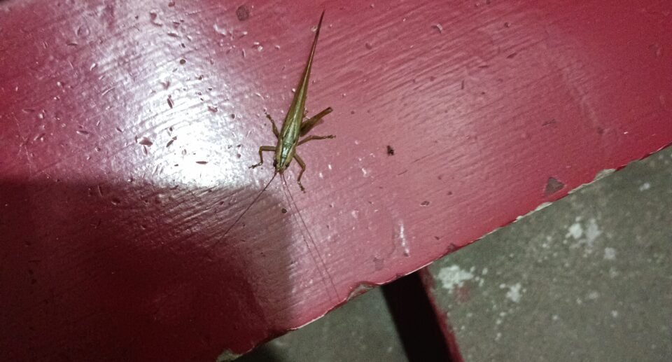 The Leap of a Grasshopper, The Lesson of Life 4 The Leap of a Grasshopper, The Lesson of Life