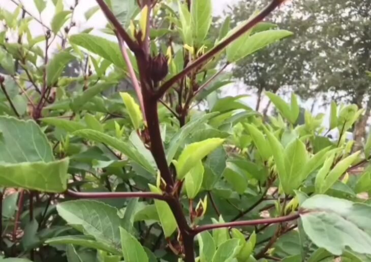 A Taste of Home Roselle Leaves with Onion, Green Chilli & Dry Fish 2 A Taste of Home Roselle Leaves with Onion, Green Chilli & Dry Fish