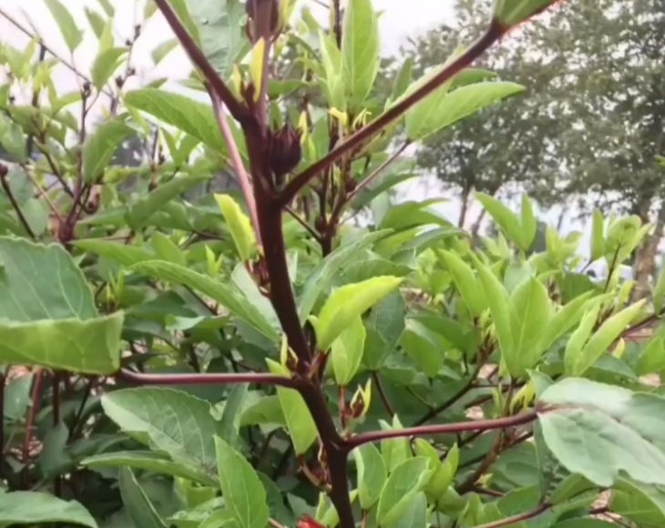 A Taste of Home  Roselle Leaves with Onion, Green Chilli & Dry Fish