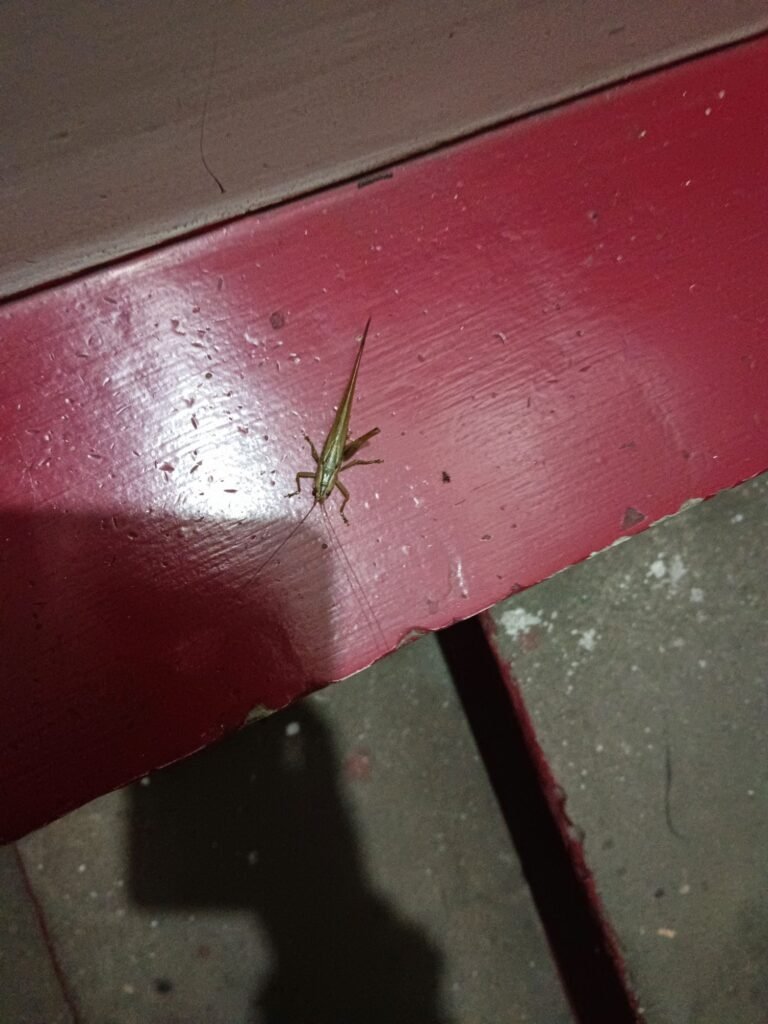 The Leap of a Grasshopper, The Lesson of Life — Tonight